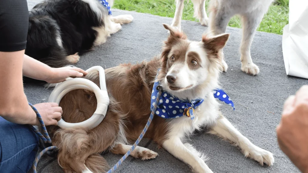 dog banner. Picture used by MagnaWavePEMF