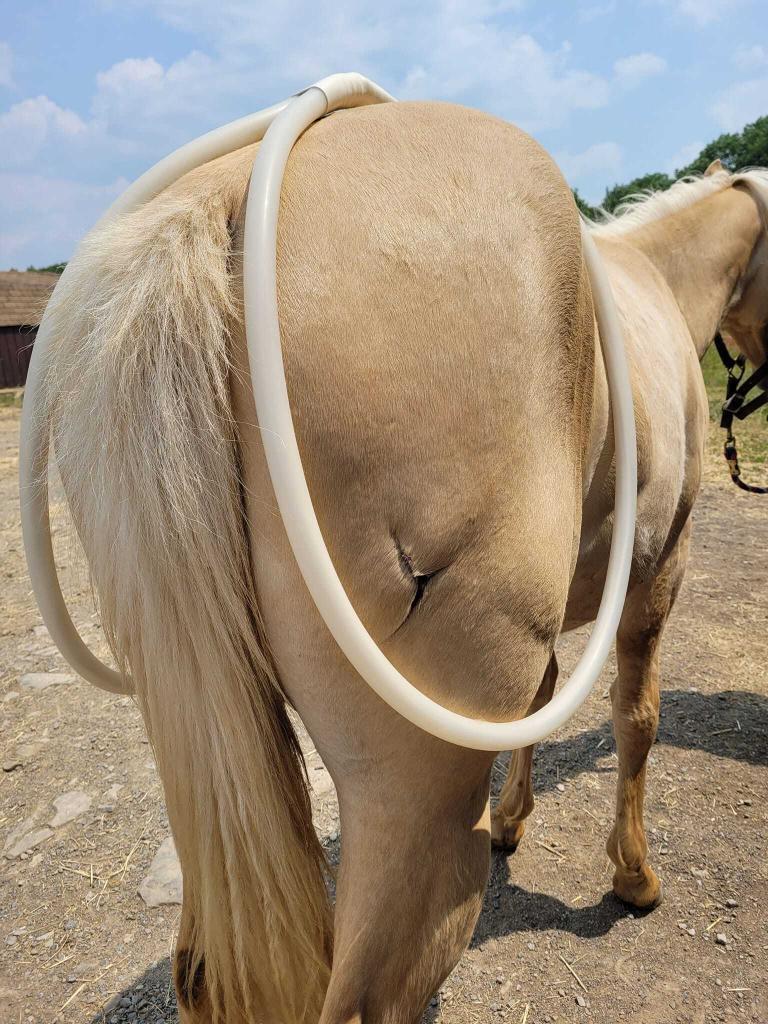 MagnaWavePEMF Xl Wave Wings attachment being used on a horse's hind legs