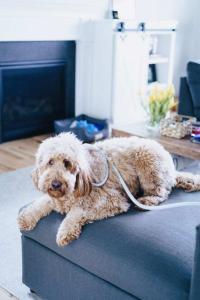 Pet with anxiety receiving a MagnaWavePEMF session