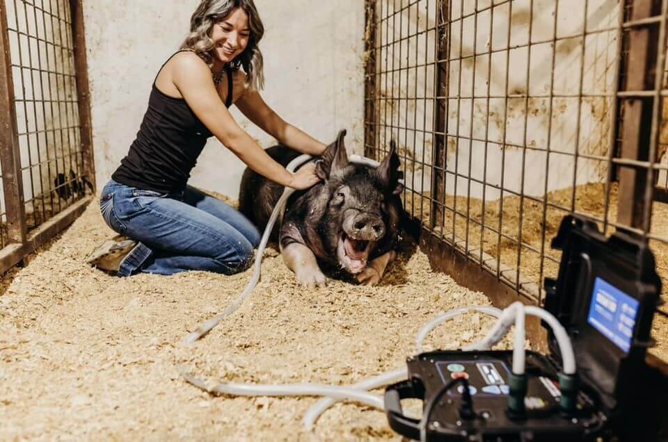 A woman applying PEMF therapy to her pig using the MagnaWavePEMF machine Semi 10