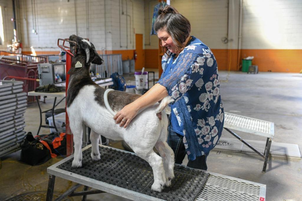 A woman providing PEMF therapy to her goat's lower back via the MagnaWavePEMF Large Loop attachment