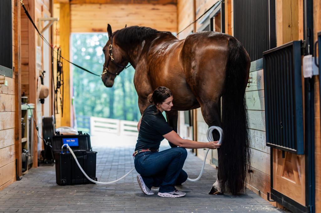 MagnaWavePEMF Butterfly Loop 12ft lead attachment being used on horse's rear leg during PEMF therapy