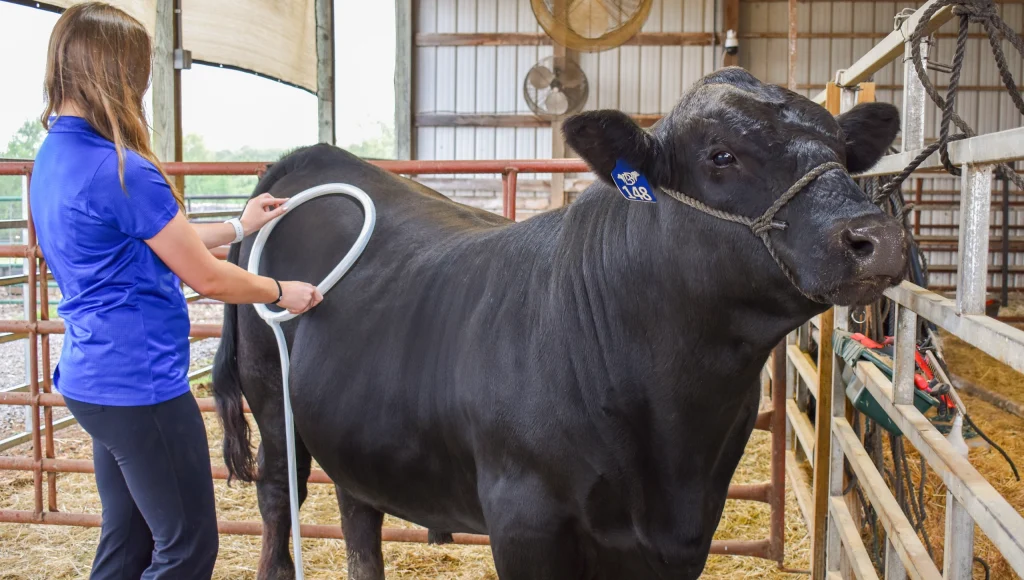A black cow in the barn with a woman using the MagnaWavePEMF Large Loop PEMF attachment on its rear