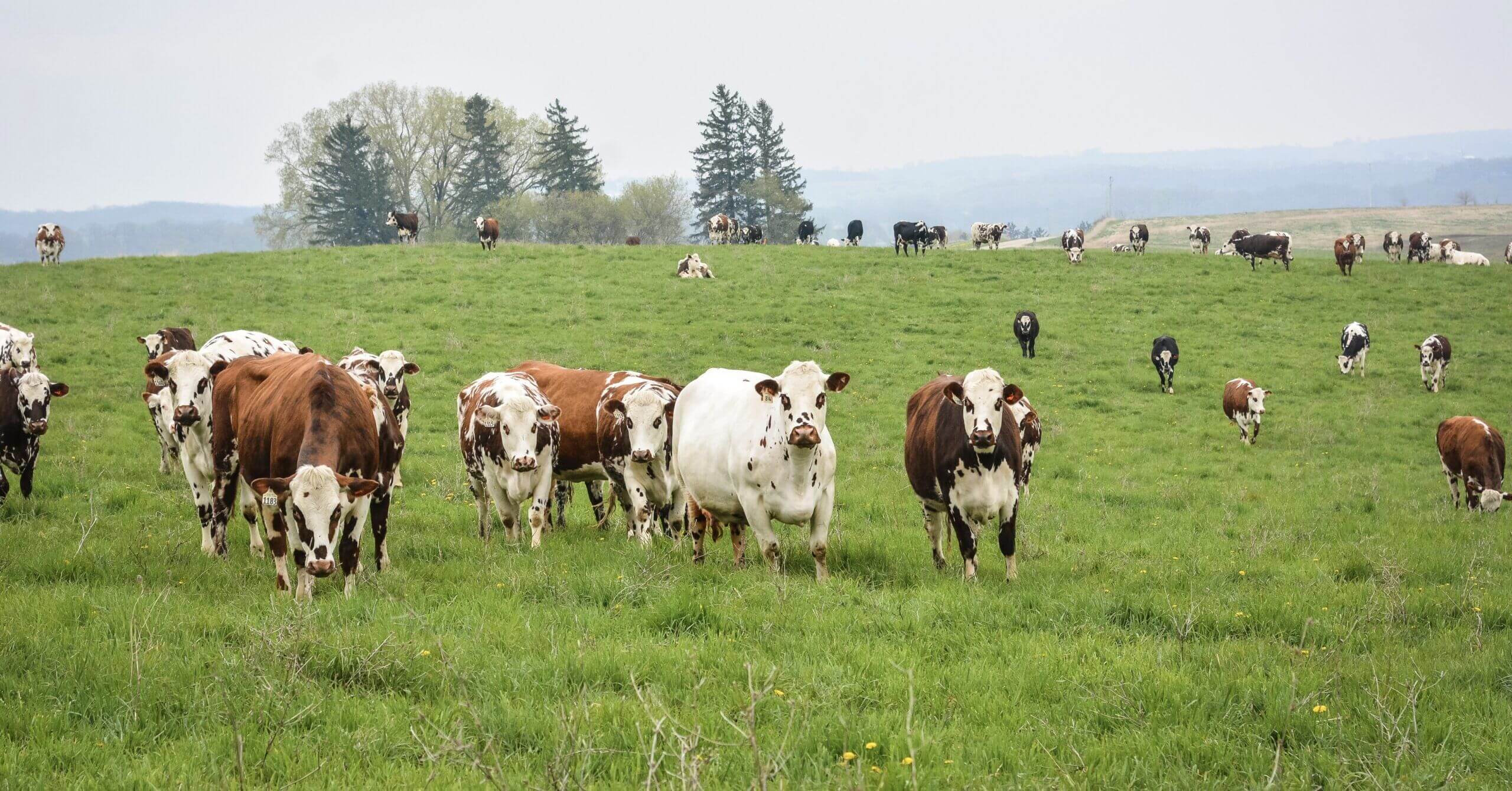 A picture of cattle in a large field. Picture used by MagnaWavePEMF