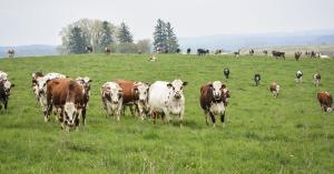 Many cows standing in a grassy field. Picture used by MagnaWavePEMF